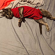 Alba participe au concours pour gagner de l'argent avec cette photo : cat, pet, red_shirt, bed, blanket, gray_bedspread, fur, animal, indoor, resting, cute, feline, cozy, relaxed, lying_down, whiskers, paws, ears, tail, sleepy