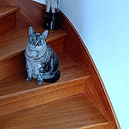 Jade a rejoint le concours — aidez-le/la à gagner de superbes lots ! cat, tabby_cat, stairs, wooden_stairs, wood, indoor, pet, animal, feline, blue_eyes, curious, sitting, collar, decoration, vase, minimalist, home_interior, furniture, quiet, domestic