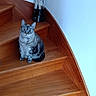 cat, tabby_cat, stairs, wooden_stairs, wood, indoor, pet, animal, feline, blue_eyes, curious, sitting, collar, decoration, vase, minimalist, home_interior, furniture, quiet, domestic