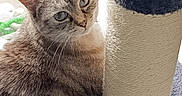 Jade participe au concours pour gagner de l'argent avec cette photo : animal, brown, cat, close_up, curious, ears, feline, fur, gray, home, indoor, pet, relaxed, scratching_post, soft_light, striped, tabby, texture, whiskers, window_light