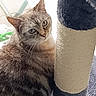 Jade participe au concours pour gagner de l'argent avec cette photo : cat, tabby, scratching_post, fur, pet, animal, indoor, curious, close_up, feline, whiskers, ears, window_light, texture, soft_light, relaxed, home, gray, brown, striped