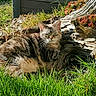 Jade participe au concours pour gagner de l'argent avec cette photo : cat, tabby_cat, outdoor, grass, tree_stump, succulents, sunlight, nature, garden, animal, relaxing, feline, whiskers, greenery, wood, flora, daylight, resting, mammal, pet
