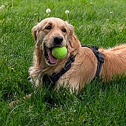 Tixie a rejoint le concours — aidez-le/la à gagner de superbes lots ! dog, golden_retriever, grass, tennis_ball, pet, outdoor, playful, canine, animal, nature, greenery, summer, leisure, happy, mammal, fur, tongue, harness, lying_down, daylight