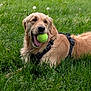dog, golden_retriever, grass, tennis_ball, pet, outdoor, playful, canine, animal, nature, greenery, summer, leisure, happy, mammal, fur, tongue, harness, lying_down, daylight