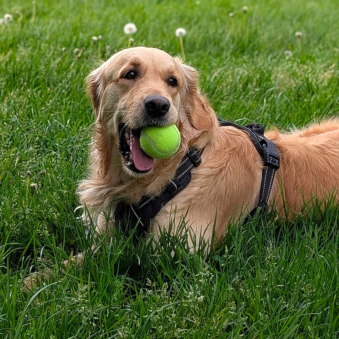 Tixie a rejoint le concours — aidez-le/la à gagner de superbes lots ! animal, canine, daylight, dog, fur, golden_retriever, grass, greenery, happy, harness, leisure, lying_down, mammal, nature, outdoor, pet, playful, summer, tennis_ball, tongue