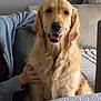 Tixie a rejoint le concours — aidez-le/la à gagner de superbes lots ! dog, golden_retriever, pet, indoor, smiling, furniture, couch, person, hand, table, tablecloth, pattern, cozy, cute, animal, fur, happy, seated, domestic, companion