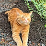 Cheeto is registered to the contest to win money with this photo: cat, orange_tabby, stretching, outdoor, mulch, gravel, plants, greenery, fence, sunlight, relaxed, pet, animal, nature, garden, closeup, daytime, fur, whiskers, happy
