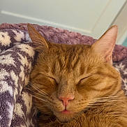 Cheeto is registered to the contest to win money with this photo: cat, orange_cat, tabby, sleeping, cozy, blanket, soft_texture, pet, indoor, close_up, whiskers, pink_nose, relaxation, cute, fur, animal, mammal, resting, peaceful, tongue_out