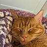cat, orange_cat, tabby, sleeping, cozy, blanket, soft_texture, pet, indoor, close_up, whiskers, pink_nose, relaxation, cute, fur, animal, mammal, resting, peaceful, tongue_out