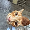Cheeto joined the competition — help win amazing prizes! animal, cat, closeup, curious, cute, domestic_cat, feet, feline, floor, food_bowl, household, indoor, looking_up, orange_tabby, pet, rug, socks, striped_rug, whiskers, wood_floor