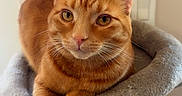 Cheeto is registered to the contest to win money with this photo: cat, ginger_cat, pet, feline, cat_tree, indoor, animal, cute, orange_fur, whiskers, paws, relaxed, looking_at_camera, cozy, domestic_cat, ears, fur, claws, toy_ball, home