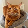 cat, ginger_cat, pet, feline, cat_tree, indoor, animal, cute, orange_fur, whiskers, paws, relaxed, looking_at_camera, cozy, domestic_cat, ears, fur, claws, toy_ball, home