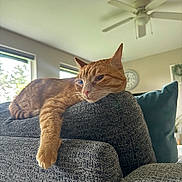 Cheeto is registered to the contest to win money with this photo: animal, cat, ceiling_fan, clock, couch, cozy, domestic, furniture, home_decor, indoor, living_room, natural_light, orange_tabby, paw, pet, pillow, relaxed, resting, textured_fabric, window