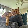 animal, cat, ceiling_fan, clock, couch, cozy, domestic, furniture, home_decor, indoor, living_room, natural_light, orange_tabby, paw, pet, pillow, relaxed, resting, textured_fabric, window
