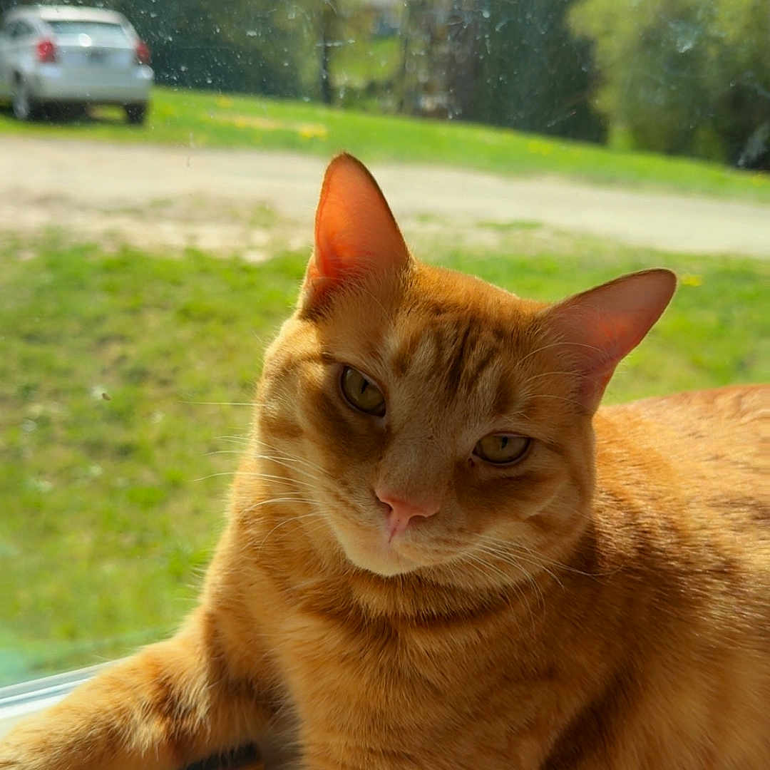Cheeto joined the competition — help win amazing prizes! cat, ginger_cat, window, sunlight, indoor, animal, pet, relaxed, lying_down, greenery, car, grass, daylight, domestic_cat, feline, closeup, orange_fur, resting, nature_outside, peaceful