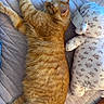 Cheeto is registered to the contest to win money with this photo: cat, orange_tabby, sleeping, bed, quilted_bedspread, plush_toy, teddy_bear, stuffed_animal, indoor, cozy, feline, pet, relaxed, animal, cute, domestic_cat, resting, soft_toys, decor, comfort