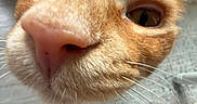 Cheeto joined the competition — help win amazing prizes! animal, carpet, cat, close_up, curious, cute, domestic_cat, eyes, face, feline, floor, fur, indoor, mammal, nose, orange_cat, pet, portrait, whisker, whiskers