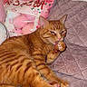 Cheeto is registered to the contest to win money with this photo: animal, cat, cozy, cute, feline, fur, ginger_cat, gray_cushion, indoor, licking, paw, pet, pink_package, plush_toys, quilted_cushion, relaxed, resting, striped, tabby, wall