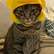 Sadie joined the competition — help win amazing prizes! cat, tabby, flower_hat, yellow, costume, pet, feline, indoor, blanket, couch, fur, whiskers, animal, sitting, cute, expression, domestic, striped, cozy, reluctant