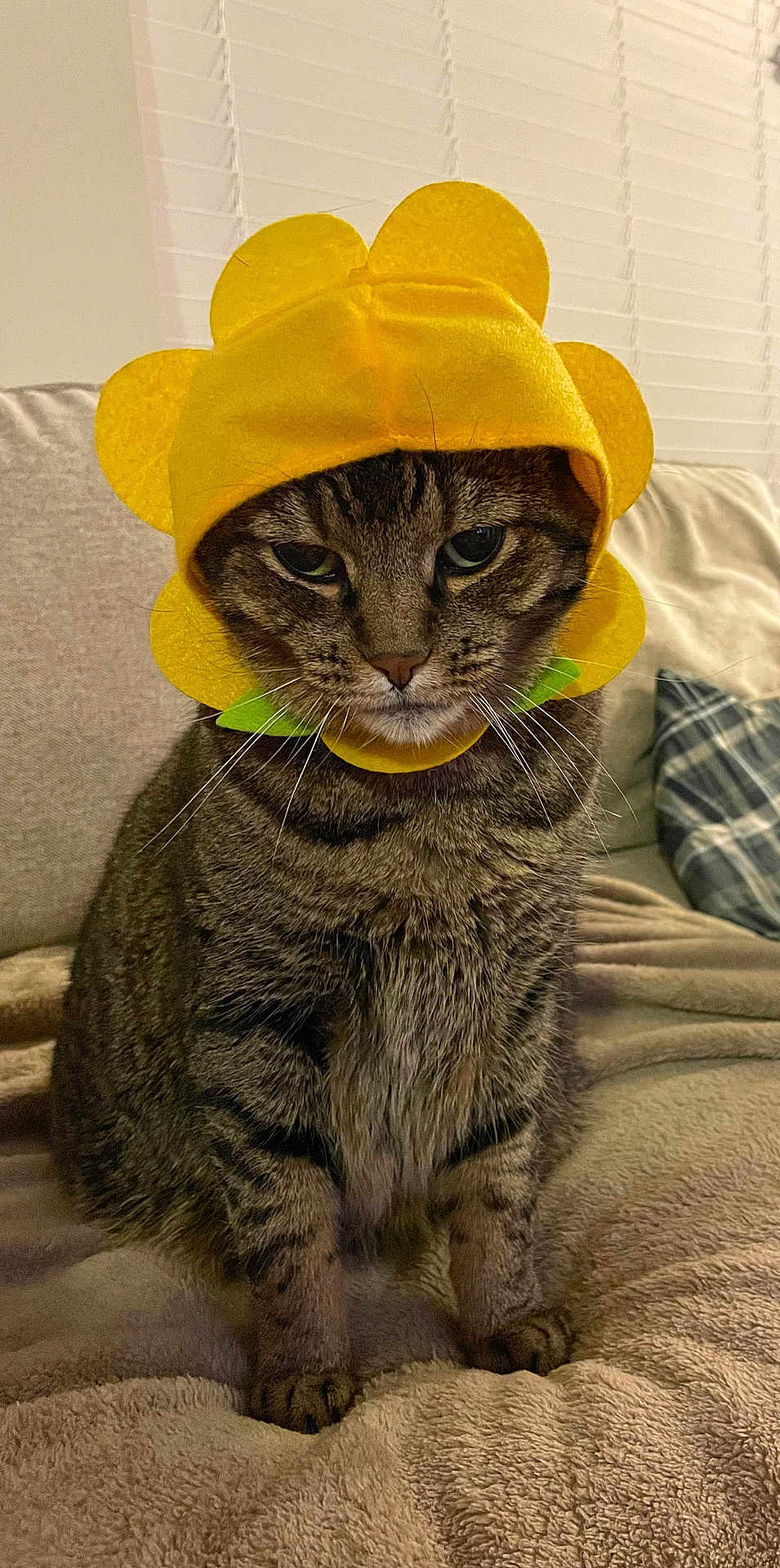 Sadie joined the competition — help win amazing prizes! cat, tabby, flower_hat, yellow, costume, pet, feline, indoor, blanket, couch, fur, whiskers, animal, sitting, cute, expression, domestic, striped, cozy, reluctant