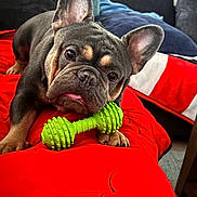 Rocky joined the competition — help win amazing prizes! dog, french_bulldog, puppy, pet, animal, portrait, lying_down, toy, dumbbell, chew_toy, red_bedspread, bed, bedroom, couch, ears, tongue, wrinkled_face, brown_coat, indoor, cute