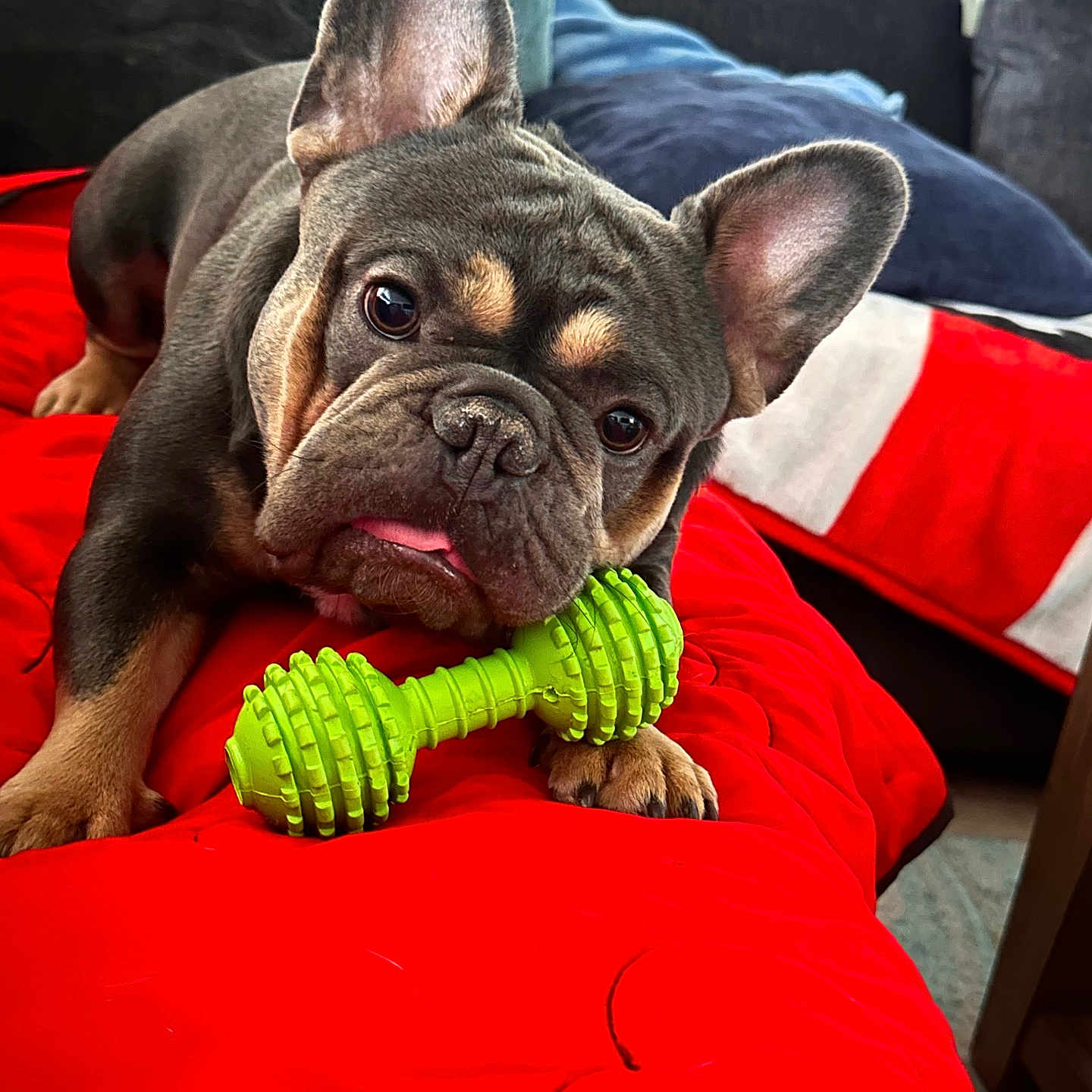 Rocky joined the competition — help win amazing prizes! dog, french_bulldog, puppy, pet, animal, portrait, lying_down, toy, dumbbell, chew_toy, red_bedspread, bed, bedroom, couch, ears, tongue, wrinkled_face, brown_coat, indoor, cute