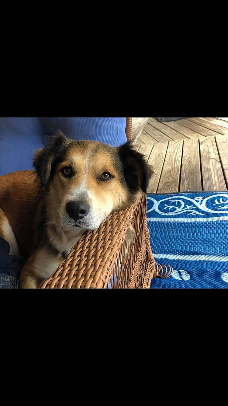 Zoey is registered to the contest to win money with this photo: austrian_pinscher, canidae, carnivore, companion_dog, dog, dog_breed, mammal, nose, photo_caption, rare_breed_dog, snout, sporting_group, street_dog, vertebrate, whiskers, working_dog