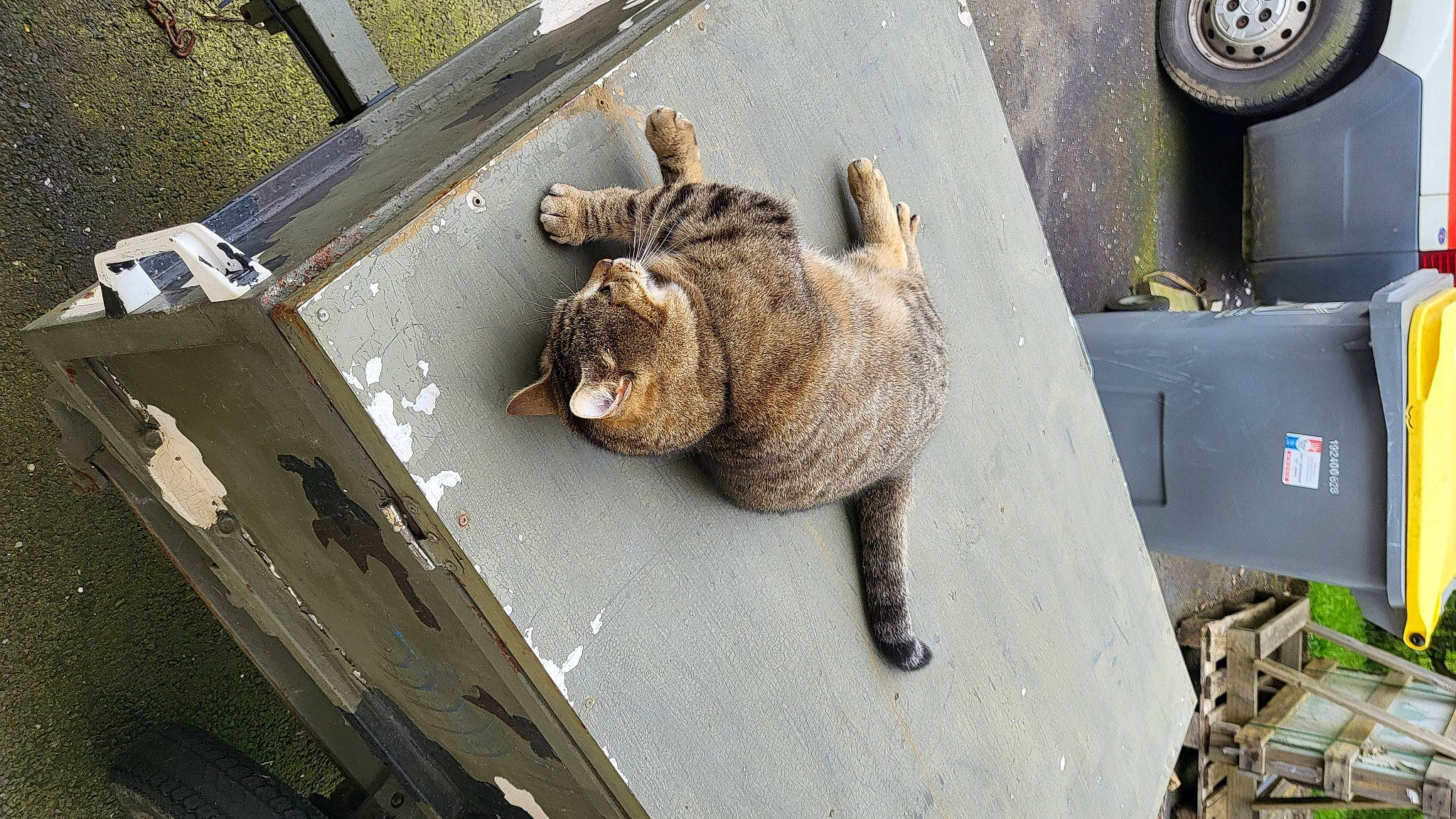 Coco a rejoint le concours — aidez-le/la à gagner de superbes lots ! asphalt, automotive_tire, automotive_wheel_system, carnivore, cat, felidae, fender, gas, hubcap, road_surface, small_to_medium_sized_cats, snout, tail, terrestrial_animal, tire, tread, vehicle, wheel, whiskers, wood