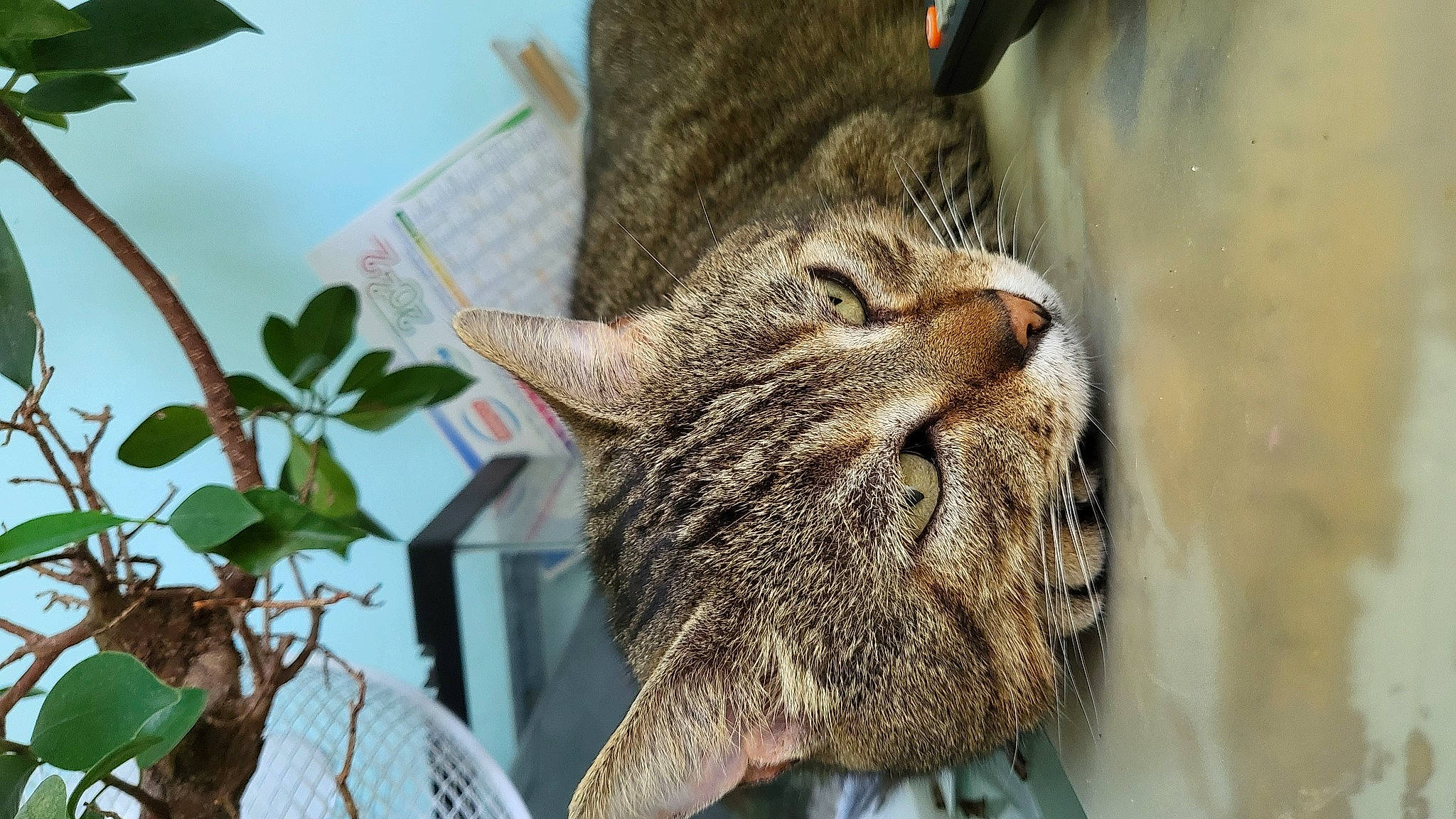 Coco participe au concours pour gagner de l'argent avec cette photo : carnivore, cat, claw, domestic_short_haired_cat, fawn, felidae, fur, herb, houseplant, pattern, plant, small_to_medium_sized_cats, snout, tail, terrestrial_animal, tree, twig, whiskers, wildlife, window