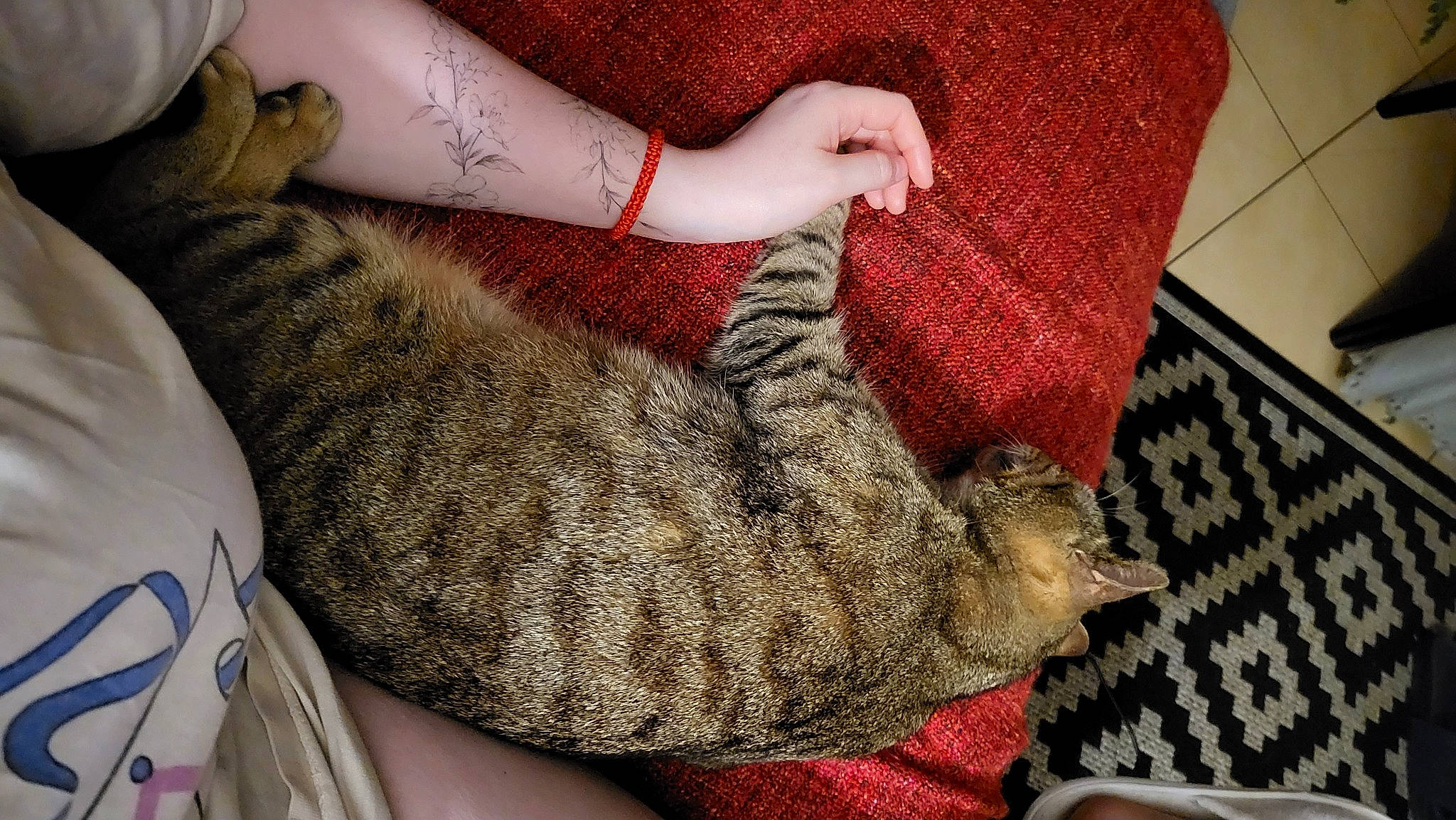 Coco participe au concours pour gagner de l'argent avec cette photo : carnivore, cat, comfort, domestic_short_haired_cat, fawn, felidae, foot, fur, gesture, human_leg, lap, nail, pattern, small_to_medium_sized_cats, tail, thigh, whiskers, wool, woolen, wrist