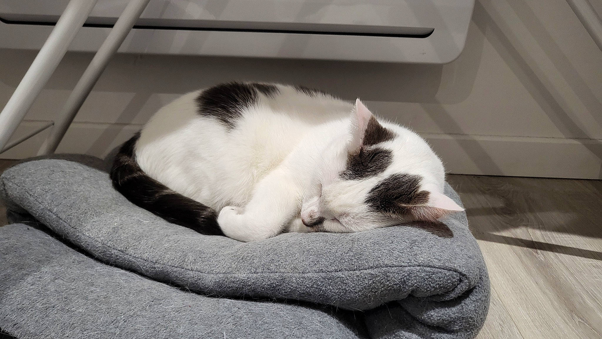 Yuri a rejoint le concours — aidez-le/la à gagner de superbes lots ! black_and_white, carnivore, cat, cat_bed, cat_supply, comfort, domestic_short_haired_cat, felidae, fur, grey, human_leg, monochrome, monochrome_photography, nap, paw, sitting, small_to_medium_sized_cats, snout, tail, whiskers