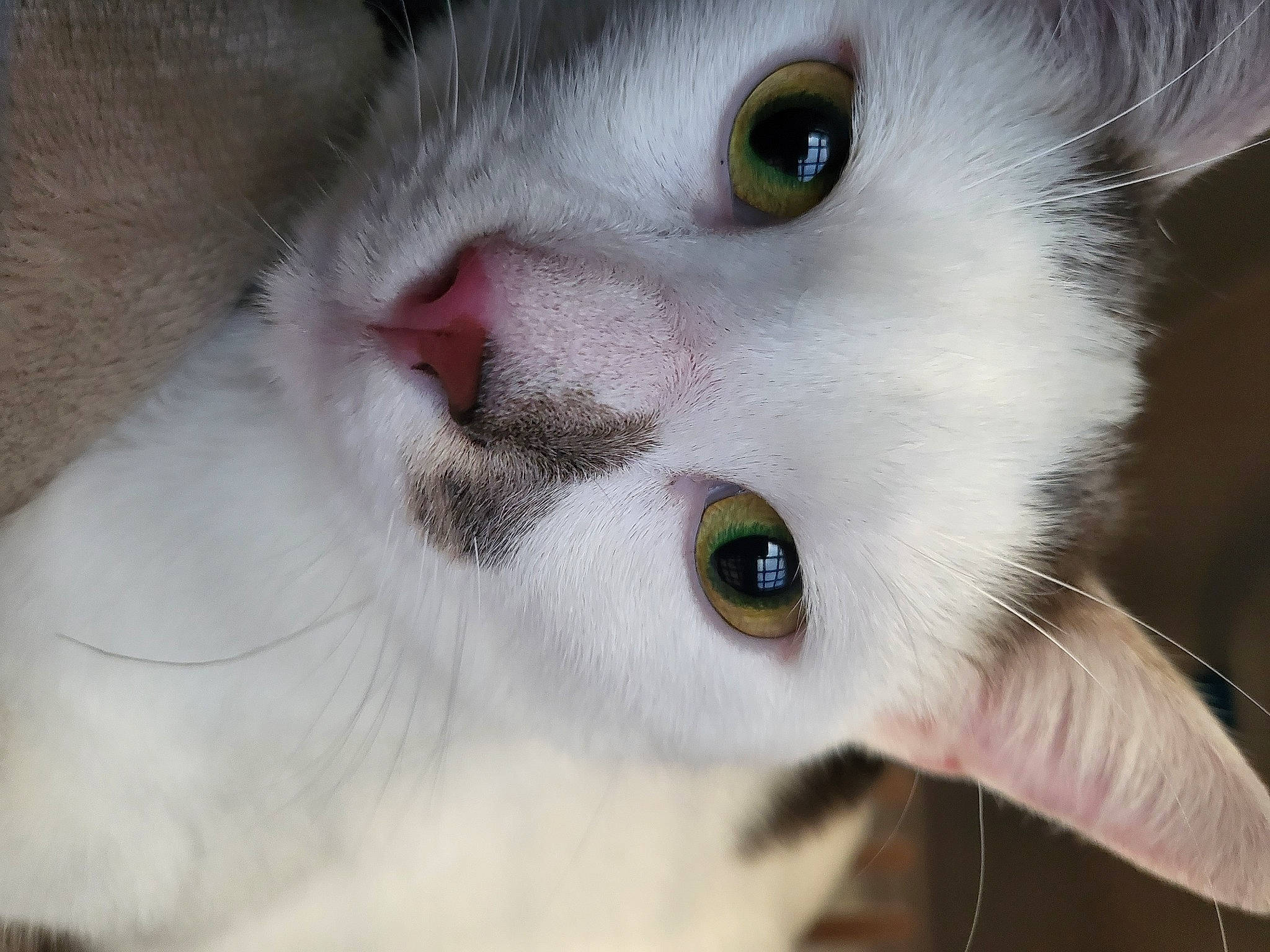 Yuri participe au concours pour gagner de l'argent avec cette photo : carnivore, cat, close_up, domestic_short_haired_cat, ear, eye, eyebrow, eyelash, felidae, fur, head, iris, no_expression, nose, photography, small_to_medium_sized_cats, snout, whiskers