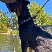 Ranger joined the competition — help win amazing prizes! dog, black_dog, leash, boat, water, lake, trees, outdoor, sunny, sky, nature, animal, pet, canine, standing, daytime, greenery, recreation, lake_house, calm