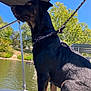 dog, black_dog, leash, boat, water, lake, trees, outdoor, sunny, sky, nature, animal, pet, canine, standing, daytime, greenery, recreation, lake_house, calm