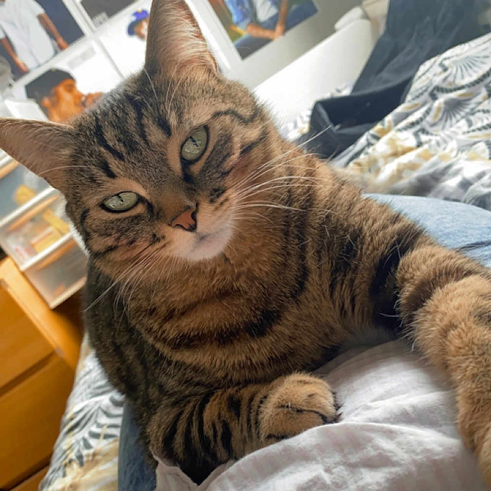 Simba participe au concours pour gagner de l'argent avec cette photo : adult, animal, bed, bedroom, boy, cat, couch, cushion, face, female, furniture, homedecor, indoors, interiordesign, male, person, pet, room, teen, woman