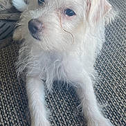 Hachi joined the competition — help win amazing prizes! dog, white_dog, scruffy, pet, animal, furry, cute, couch, indoor, relaxed, laying_down, small_dog, fur, ears, nose, tail, paw, looking_up, domestic_animal, companion