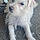 Hachi