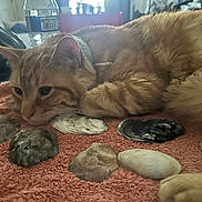Kit-Kat is registered to the contest to win money with this photo: animal, background_blur, cat, closeup, domestic, feline, fur, ginger_cat, household, indoor, laying_down, orange, relaxed, resting, seashells, soft_light, texture, towel, water_bottle, whiskers