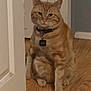 Kit-Kat is registered to the contest to win money with this photo: animal, cat, collar, domestic_cat, door, ears, feline, floor, fur, house, indoor, looking, mammal, orange_tabby, pet, sitting, tag, wall, whiskers, wooden_floor