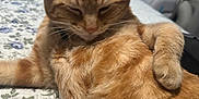 Kit-Kat is registered to the contest to win money with this photo: animal, bedspread, blanket, cat, closeup, comfort, cute, domestic_cat, feline, floral_pattern, fur, indoor, orange_tabby, paw, pet, relaxed, resting, sleepy, table, whiskers