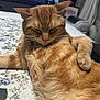 animal, bedspread, blanket, cat, closeup, comfort, cute, domestic_cat, feline, floral_pattern, fur, indoor, orange_tabby, paw, pet, relaxed, resting, sleepy, table, whiskers