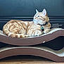 Kit-Kat joined the competition — help win amazing prizes! animal, cat, collar, curious, cute, domestic, feline, fur, ginger_cat, indoor, lounging, pet, relaxed, resting, scratcher, side_view, tabby, tag, whiskers, wood_floor