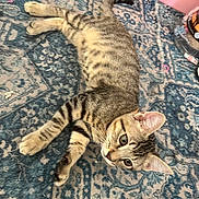 Marvin joined the competition — help win amazing prizes! cat, tabby, indoor, rug, patterned_rug, blue_rug, pet, feline, whiskers, ears, alert, lying_down, curious, animal, domestic_cat, floor, playful, young_cat, close_up, home