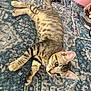 cat, tabby, indoor, rug, patterned_rug, blue_rug, pet, feline, whiskers, ears, alert, lying_down, curious, animal, domestic_cat, floor, playful, young_cat, close_up, home