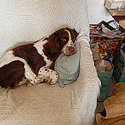 Pompon participe au concours pour gagner de l'argent avec cette photo : animal, blanket, brown_and_white, comfortable, couch, cozy, cushion, dog, domestic, furniture, home, indoor, living_room, magazines, pattern, pet, relaxed, resting, seat, textile