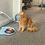 California is registered to the contest to win money with this photo: cat, orange_cat, fluffy_cat, carpet, bowl, blue_mat, indoor, furniture, power_cord, door, pet, animal, floor, empty_bowl, mat, tail, ears, whiskers, side_view, domestic