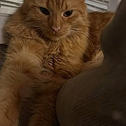 California is registered to the contest to win money with this photo: cat, orange_cat, fluffy, pet, indoor, window, blinds, paw, feline, animal, relaxed, cozy, closeup, whiskers, fur, cute, mammal, domestic_cat, resting, night