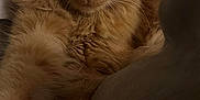 California joined the competition — help win amazing prizes! animal, blinds, cat, closeup, cozy, cute, domestic_cat, feline, fluffy, fur, indoor, mammal, night, orange_cat, paw, pet, relaxed, resting, whiskers, window