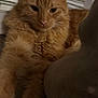 California joined the competition — help win amazing prizes! cat, orange_cat, fluffy, pet, indoor, window, blinds, paw, feline, animal, relaxed, cozy, closeup, whiskers, fur, cute, mammal, domestic_cat, resting, night