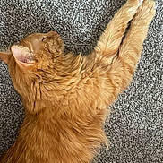 California joined the competition — help win amazing prizes! animal, carpet, cat, cozy, cute, domestic_animal, feline, fluffy, fur, indoor, mammal, orange_cat, paws, pet, relaxed, resting, side_view, sleeping, stretching, whiskers